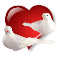 Символ Дня святого Валентина - голуби.
