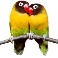 Символ Дня святого Валентина - птицы любви.